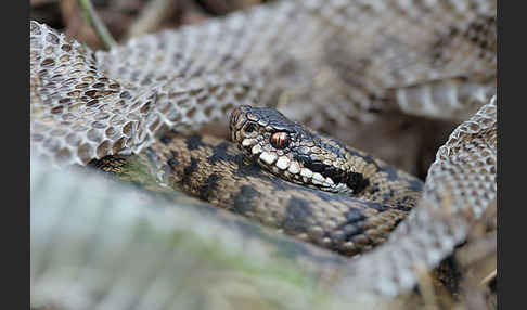 Kreuzotter (Vipera berus)