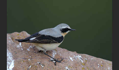 Steinschmätzer (Oenanthe oenanthe)