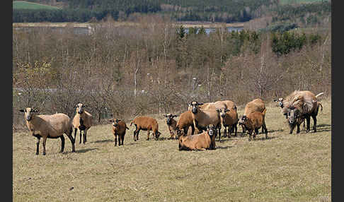 Kamerunschaf (Ovis ammon aries sspec.)