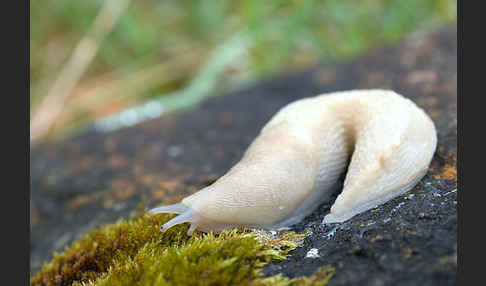 Schwarzer Schnegel (Limax cinereoniger)