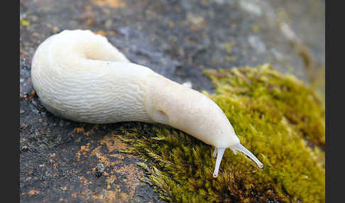 Schwarzer Schnegel (Limax cinereoniger)