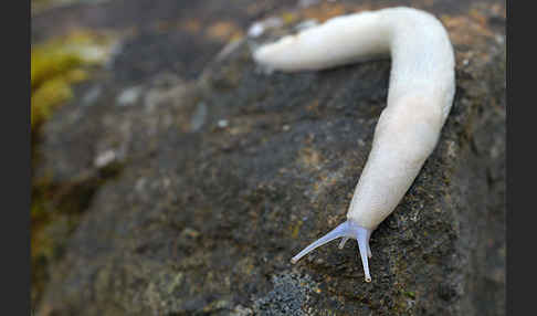 Schwarzer Schnegel (Limax cinereoniger)