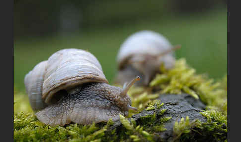 Weinbergschnecke (Helix pomatia)