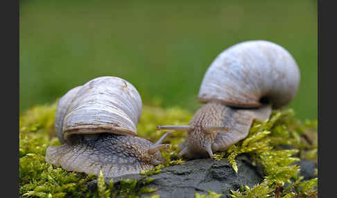 Weinbergschnecke (Helix pomatia)