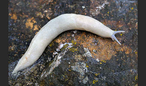 Schwarzer Schnegel (Limax cinereoniger)