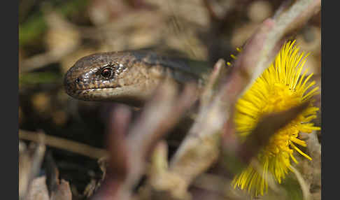 Blindschleiche (Anguis fragilis)