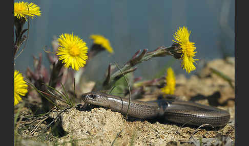 Blindschleiche (Anguis fragilis)