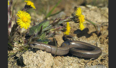 Blindschleiche (Anguis fragilis)