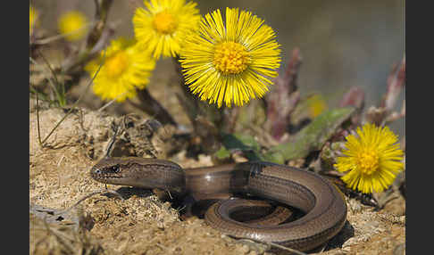 Blindschleiche (Anguis fragilis)