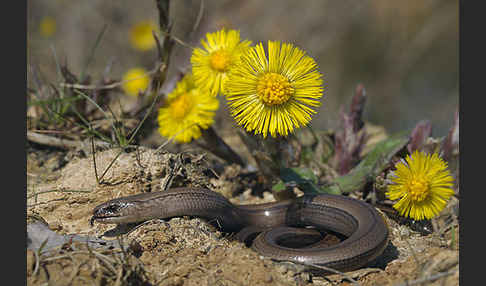 Blindschleiche (Anguis fragilis)