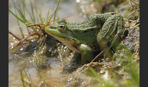 Teichfrosch (Pelophylax kl. esculentus)