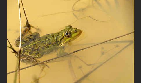 Teichfrosch (Pelophylax kl. esculentus)