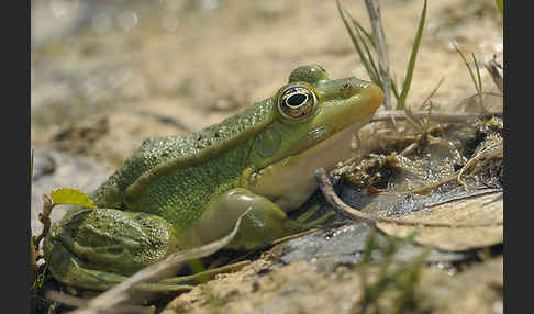 Teichfrosch (Pelophylax kl. esculentus)