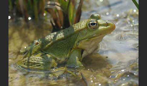 Teichfrosch (Pelophylax kl. esculentus)