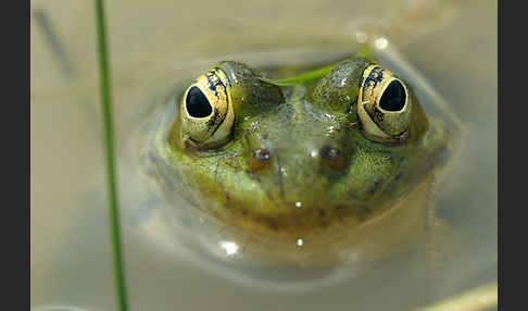 Teichfrosch (Pelophylax kl. esculentus)