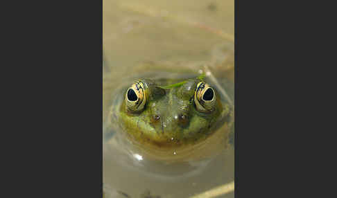 Teichfrosch (Pelophylax kl. esculentus)