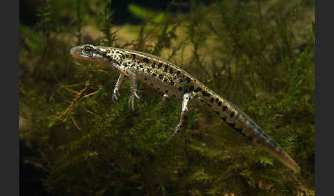 Italienischer Wassermolch (Lissotriton italicus)