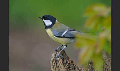 Kohlmeise (Parus major)