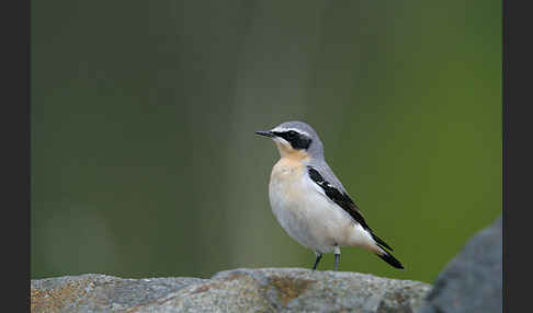 Steinschmätzer (Oenanthe oenanthe)