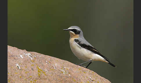 Steinschmätzer (Oenanthe oenanthe)