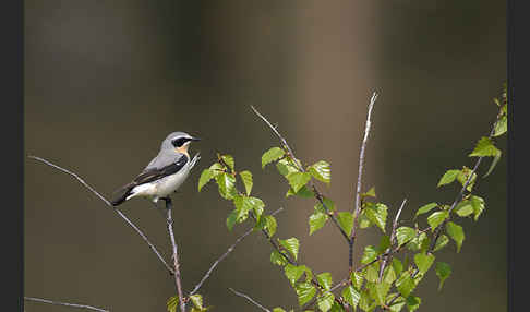 Steinschmätzer (Oenanthe oenanthe)