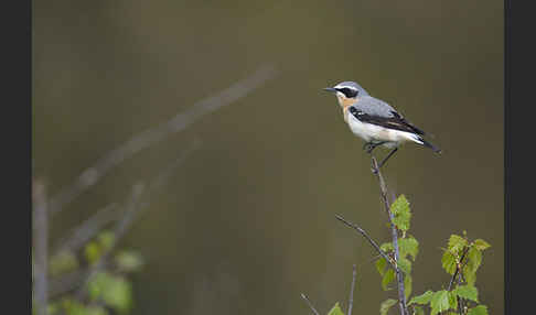 Steinschmätzer (Oenanthe oenanthe)