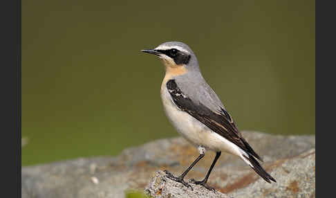 Steinschmätzer (Oenanthe oenanthe)