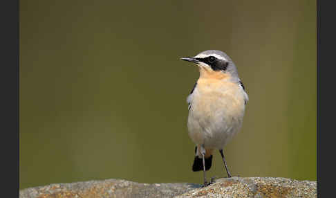 Steinschmätzer (Oenanthe oenanthe)