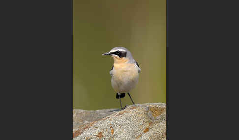 Steinschmätzer (Oenanthe oenanthe)