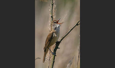 Drosselrohrsänger (Acrocephalus arundinaceus)