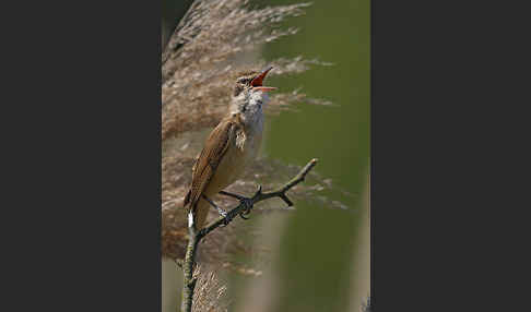 Drosselrohrsänger (Acrocephalus arundinaceus)