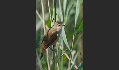 Drosselrohrsänger (Acrocephalus arundinaceus)