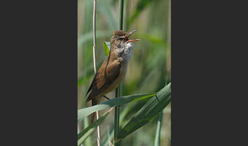 Drosselrohrsänger (Acrocephalus arundinaceus)