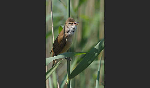 Drosselrohrsänger (Acrocephalus arundinaceus)