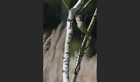 Drosselrohrsänger (Acrocephalus arundinaceus)