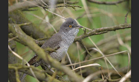 Sperbergrasmücke (Sylvia nisoria)