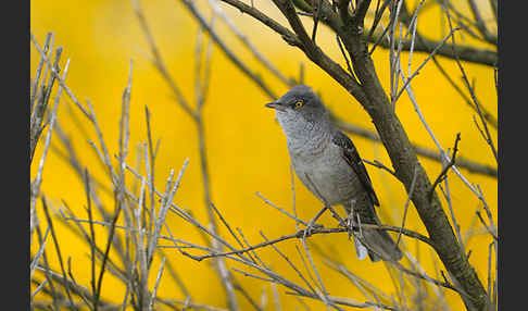 Sperbergrasmücke (Sylvia nisoria)