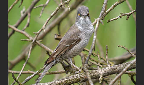 Sperbergrasmücke (Sylvia nisoria)