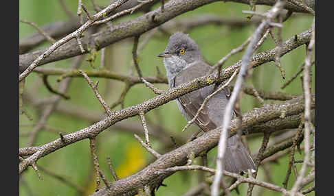 Sperbergrasmücke (Sylvia nisoria)