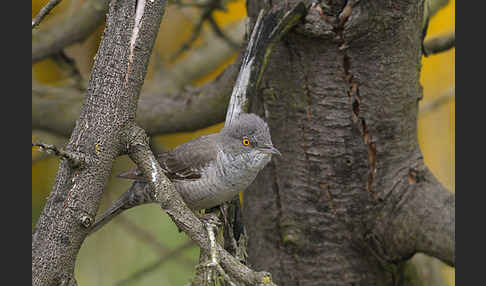 Sperbergrasmücke (Sylvia nisoria)