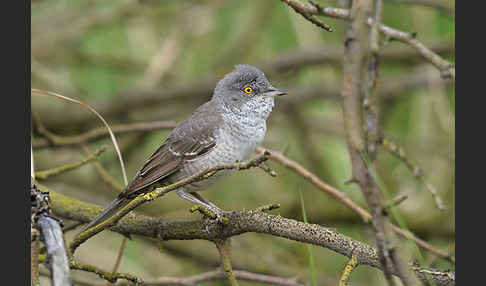 Sperbergrasmücke (Sylvia nisoria)