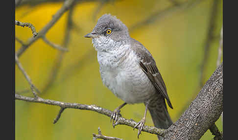 Sperbergrasmücke (Sylvia nisoria)