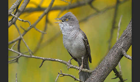 Sperbergrasmücke (Sylvia nisoria)