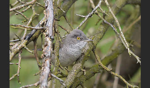 Sperbergrasmücke (Sylvia nisoria)