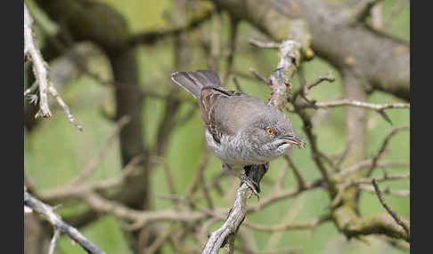 Sperbergrasmücke (Sylvia nisoria)