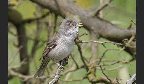 Sperbergrasmücke (Sylvia nisoria)