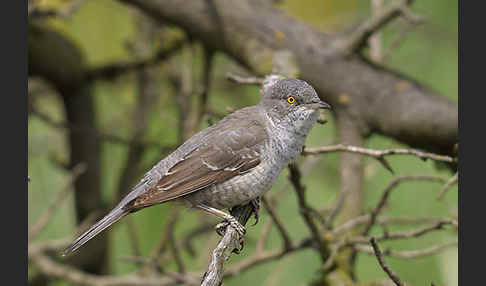 Sperbergrasmücke (Sylvia nisoria)