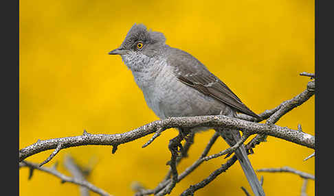 Sperbergrasmücke (Sylvia nisoria)