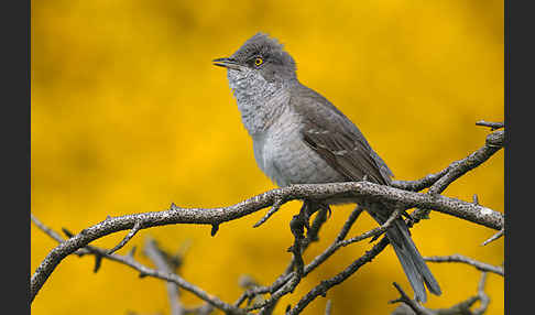 Sperbergrasmücke (Sylvia nisoria)