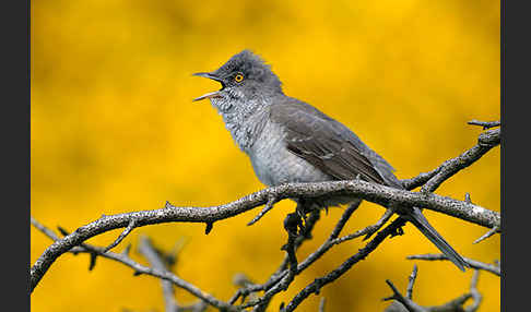 Sperbergrasmücke (Sylvia nisoria)